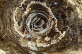 Polished Fossil Stromatolite Colony on Petrified Wood - Utah #365908-1